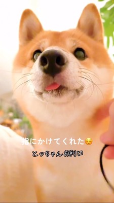 舌を少し出して飼い主さんを見つめる豆柴