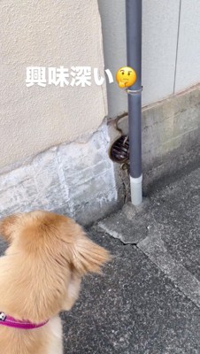 ヘビの近くに寄って観察する犬