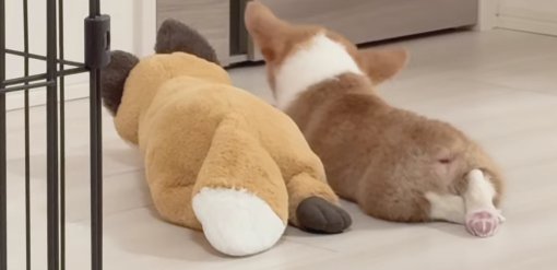 ぬいぐるみと子犬の後ろ姿