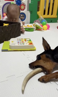 銃刀法違反の疑い