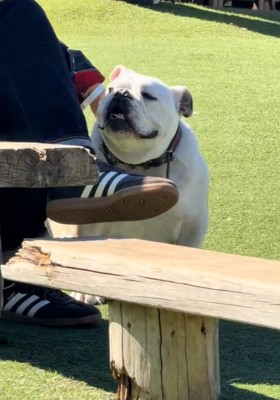 撫でられるぱせり君