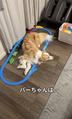 ひとりでくつろぐパーちゃん