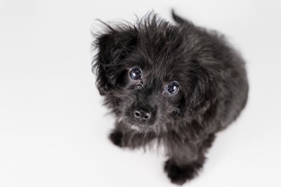 見上げる子犬