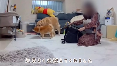 嬉しいお出迎え