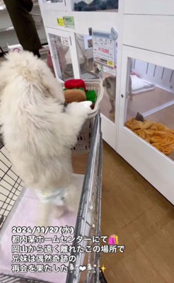 シェリーちゃんも嬉しそう