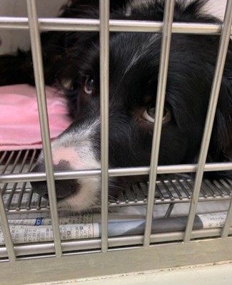 ペットホテルに居候していたワンコ