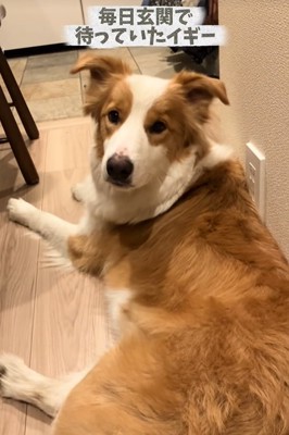 玄関で待つ中型犬