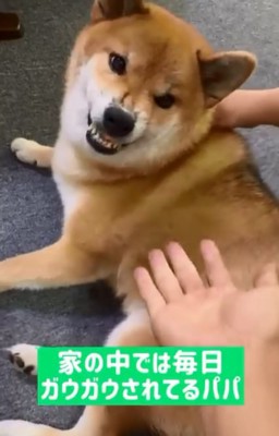 パパに怒るぽてとくん1