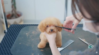 伸びきった毛をカットして…