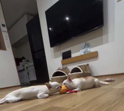 寝てしまった2匹1