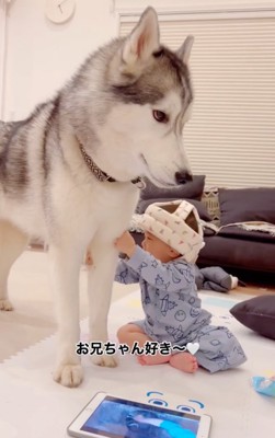 ハスキーに触れる赤ちゃん