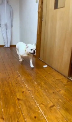 壁と同化したらコロちゃんは気づく？4