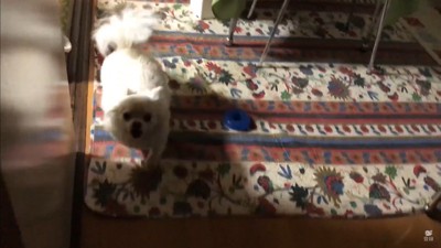 パパが先に寝ようとした時のコハクくん7