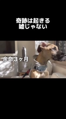 外を見る犬