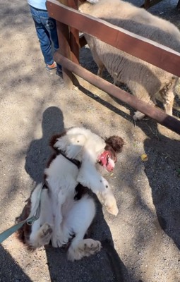 寝転がって暴れる犬