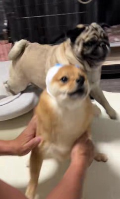 無駄のない反応に爆笑