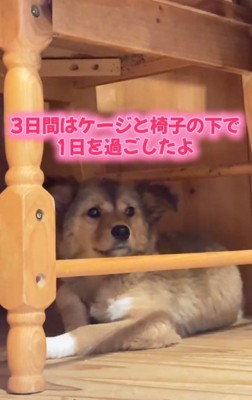 椅子の下にいるクルミちゃん