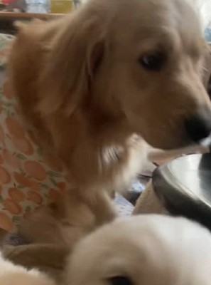 ママのマチルダちゃんも登場