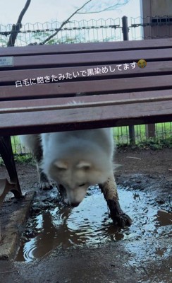 水たまりに両足を浸けて