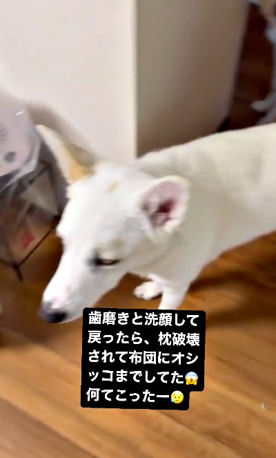 部屋を見つめる犬