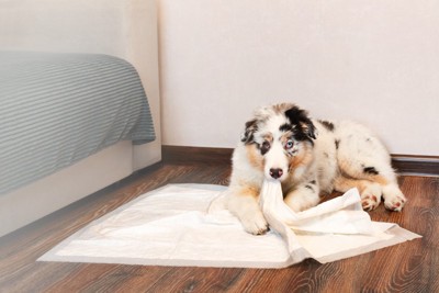 ペットシートを噛む犬