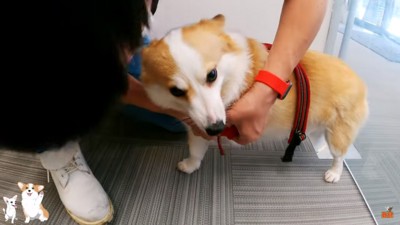 ハーネスが絡まるつむぎちゃん