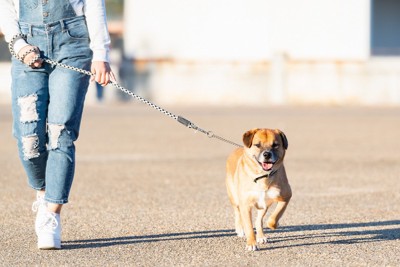 散歩中の茶の垂れ耳の犬