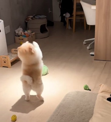 お願いするポポちゃん