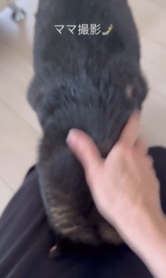 モカちゃんとママさんの再会6