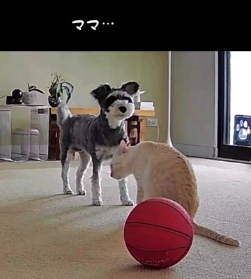心配そうに飼い主を見上げる犬
