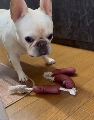 おもちゃを前に置かれたアビーちゃん