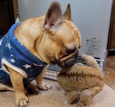 スローロリスを見つめる犬