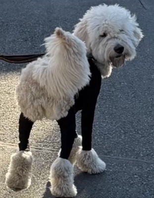 こちらを見る犬