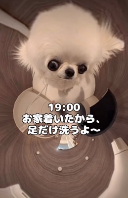 お風呂場の犬