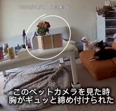 ペットカメラで観察