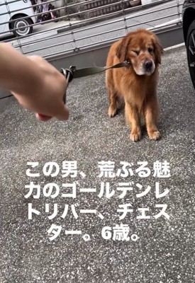 ゴールデンレトリバーのチェスターくん