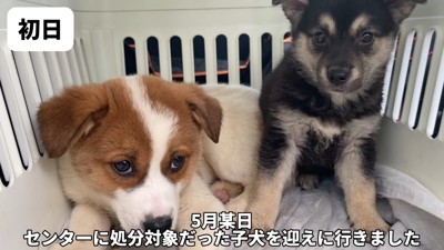 野犬の赤ちゃん2匹