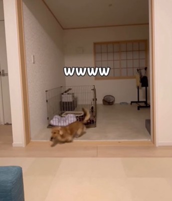 おもちゃをくわえた犬3