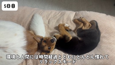 人間に甘えるおこげくん