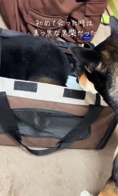 黒柴の子犬をお迎え