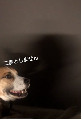 必死に謝るサナくん