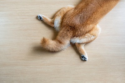 床に寝そべる犬のお尻