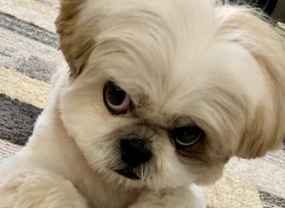 悪い顔のほまれ君