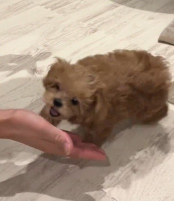 飼い主の手を見て口を開ける子犬