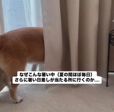 カーテン裏へ入る犬