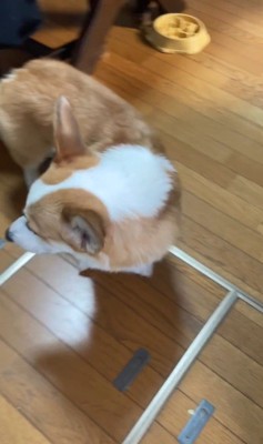 赤ちゃんを見守るまる君7