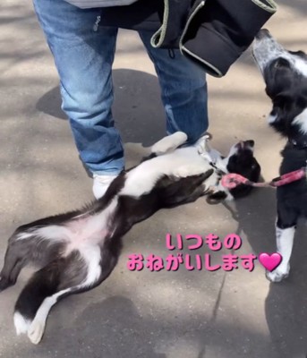 横になる犬