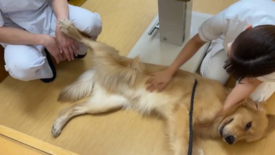 獣医さんを足蹴り!