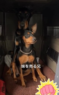 クレートの中の小型犬と大型犬