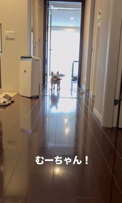 武蔵くんを呼んだ時の態度の差6